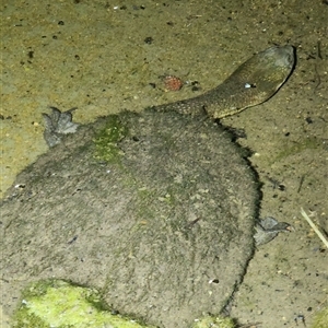 FrogWatch survey at BON100: Stranger Pond, Bonython - 29 Oct 2024