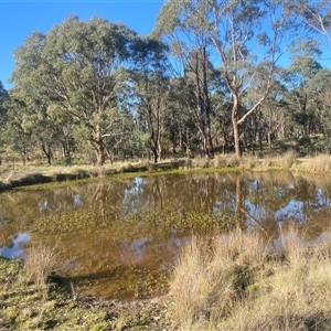 FrogWatch survey at OSR005: Dam 5 Hidden Dam - 13 Oct 2024