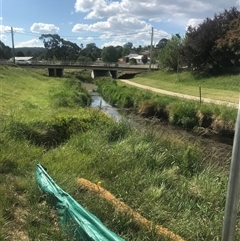 FrogWatch survey at COO580: Cooma Ck @ Skatepark - 31 Oct 2024